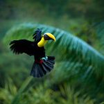 Toucan flying through tropical forest in Nicaragua