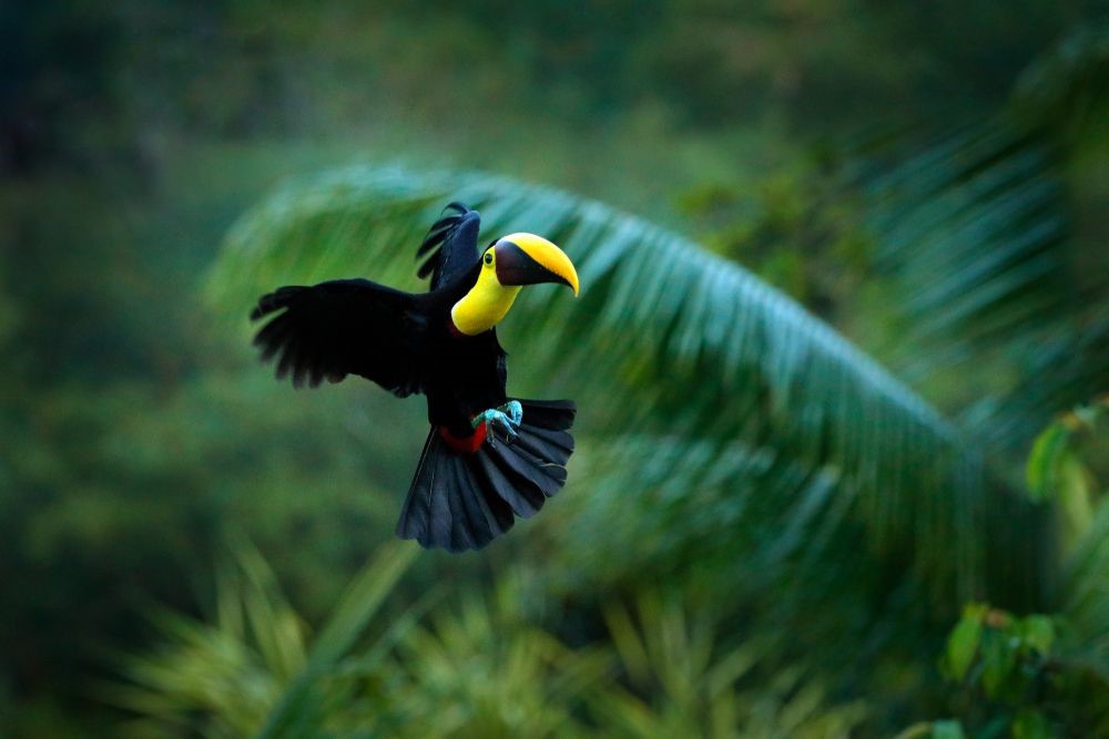 Toucan flying through tropical forest in Nicaragua