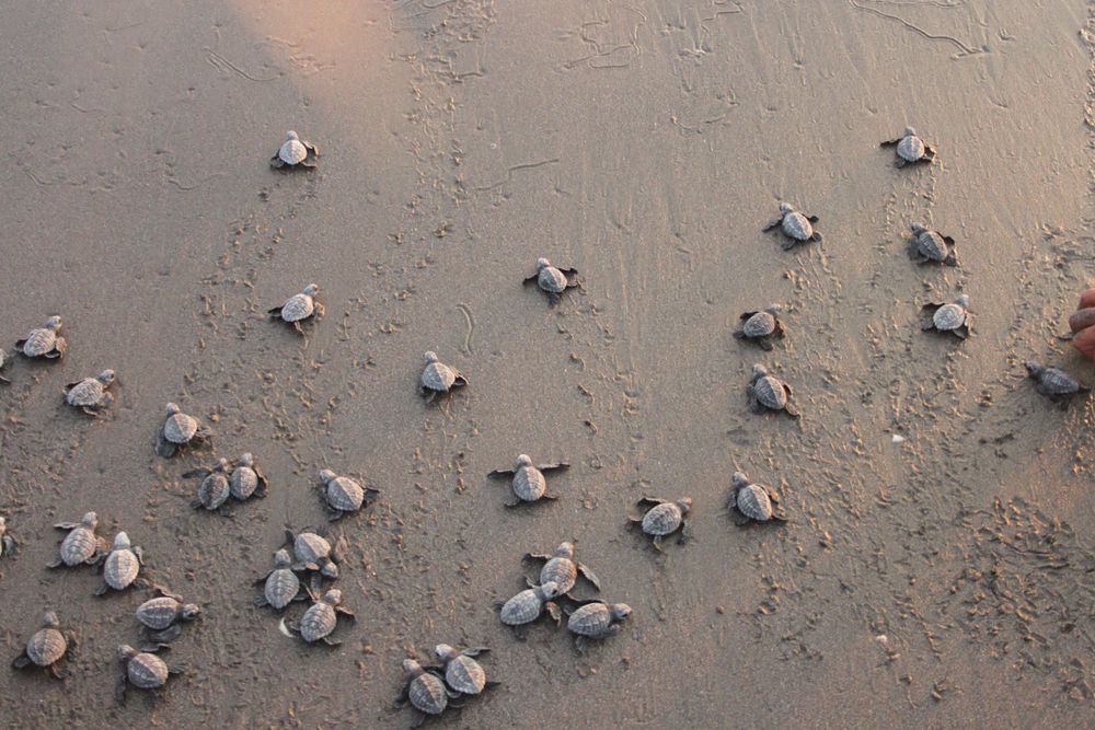 baby-turtles-nicaragua