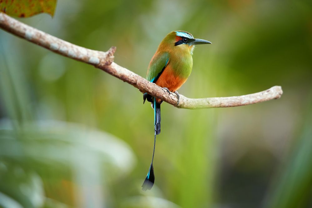 guardabarranco-nicaragua