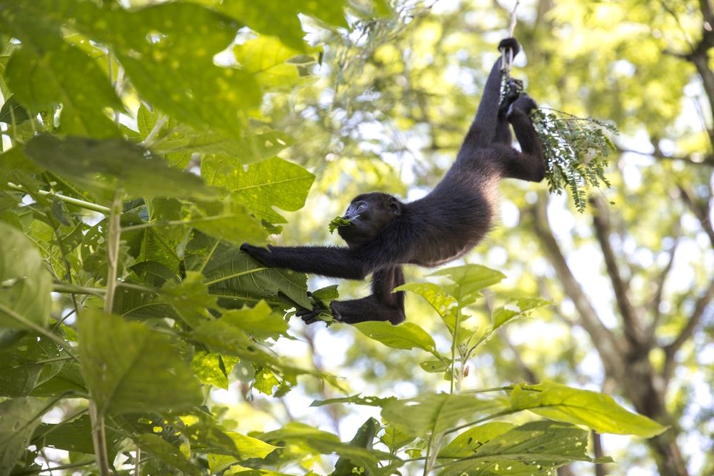 howler-monkey-nicaragua